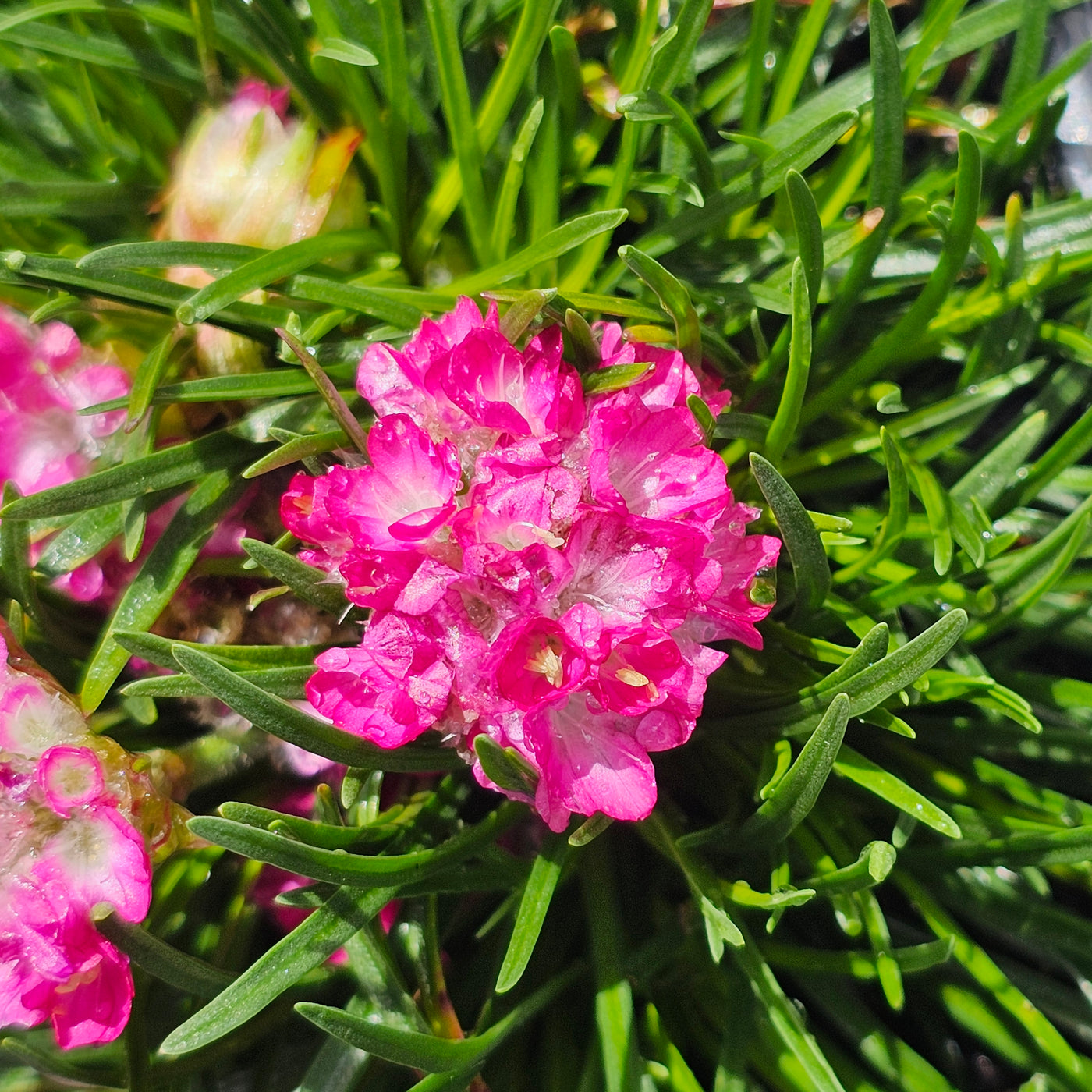 Armeria maritima | Deep Rose