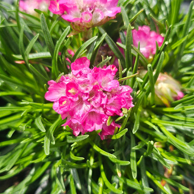 Armeria maritima | Deep Rose