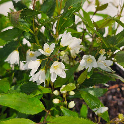 Deutzia crenata | Nikko