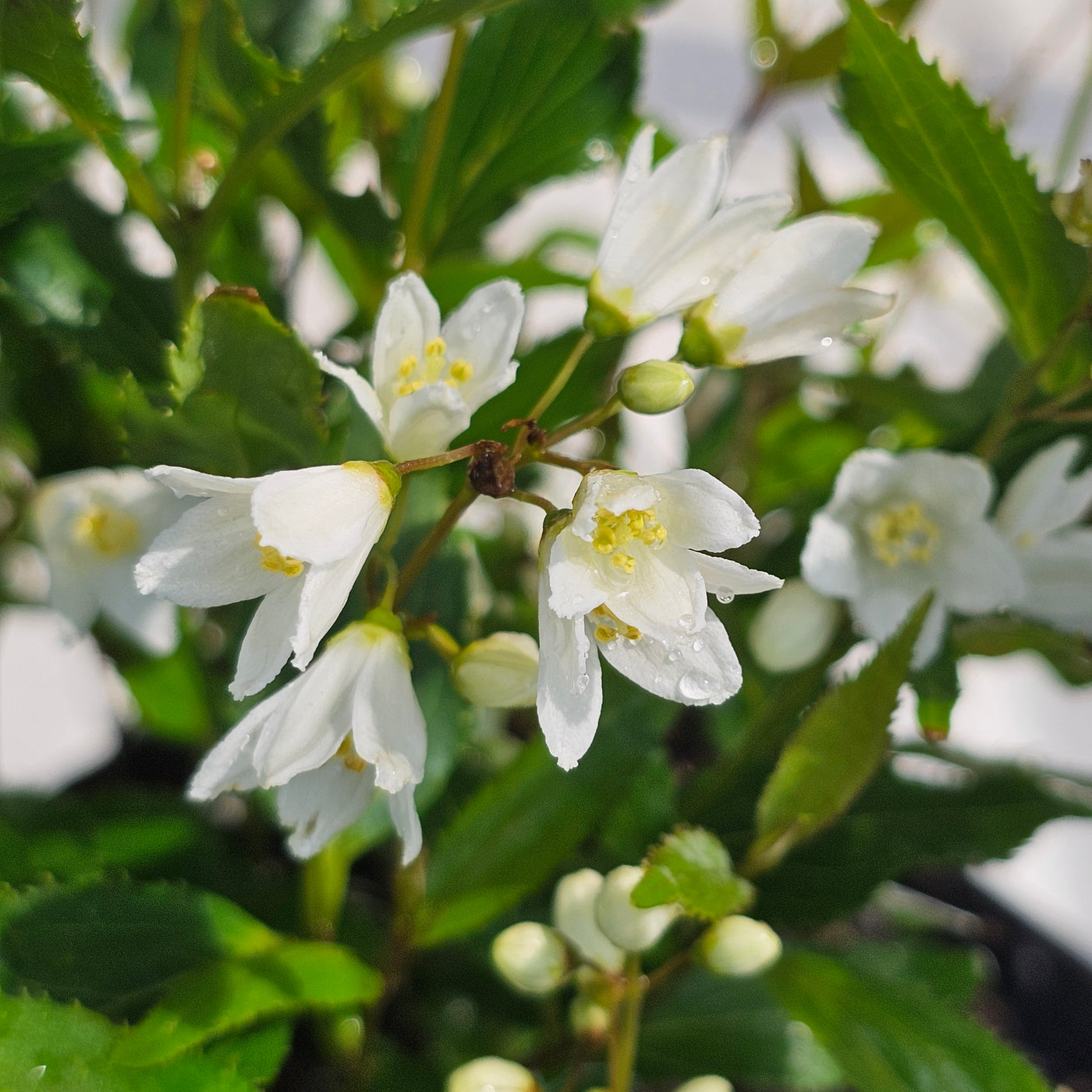 Deutzia crenata | Nikko