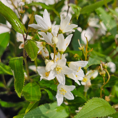 Deutzia crenata | Nikko