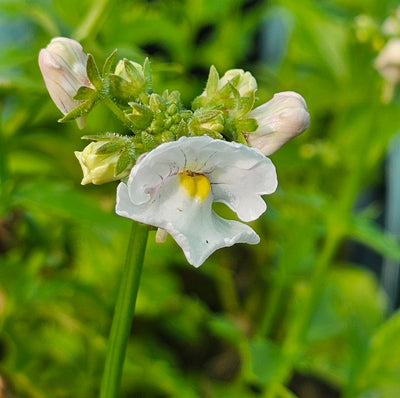 Nemesia Innocence