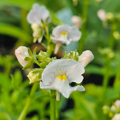 Nemesia Innocence