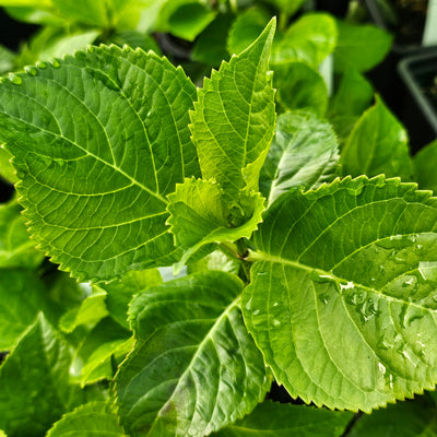 Hydrangea macrophylla | Miss Belgium