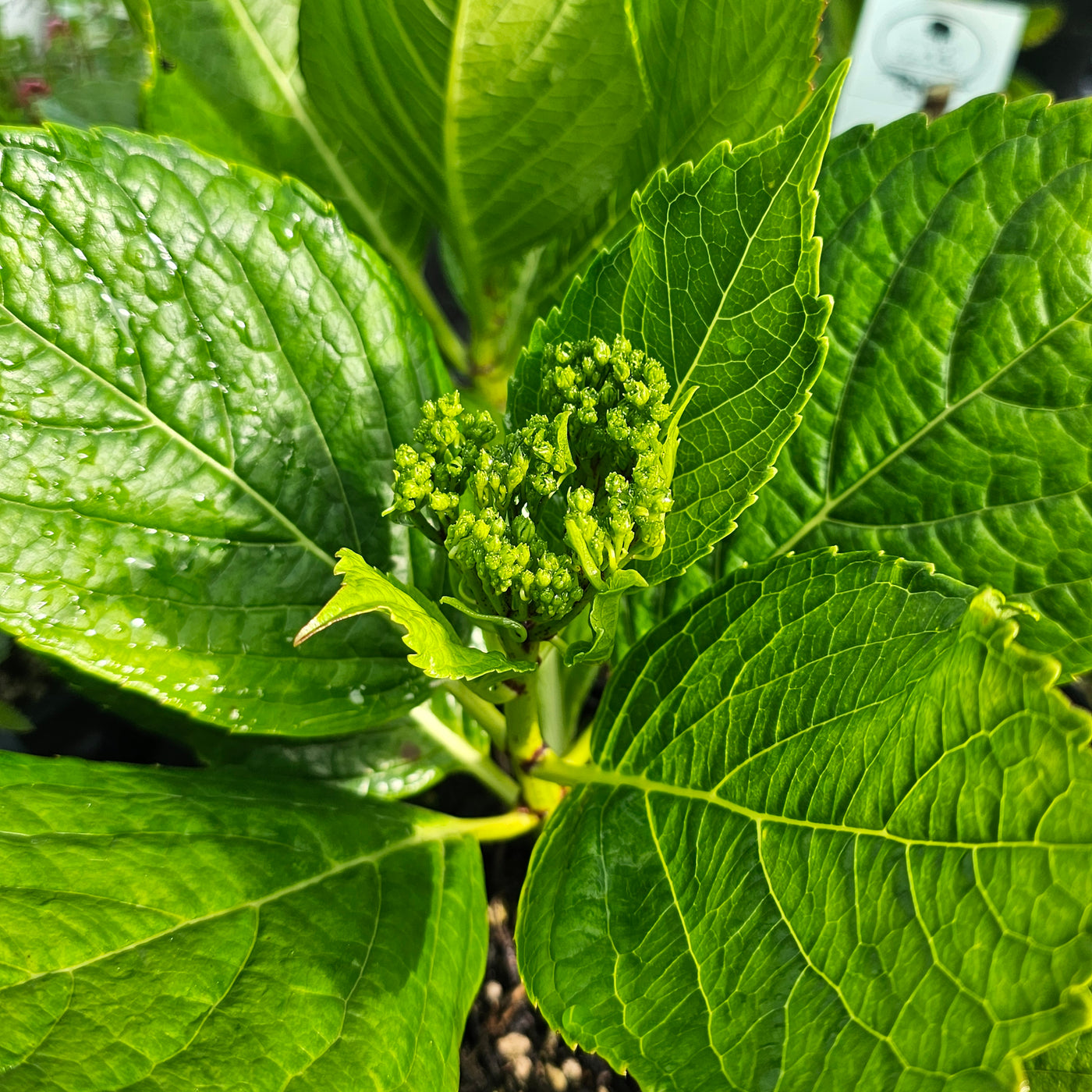 Hydrangea macrophylla | Fireworks