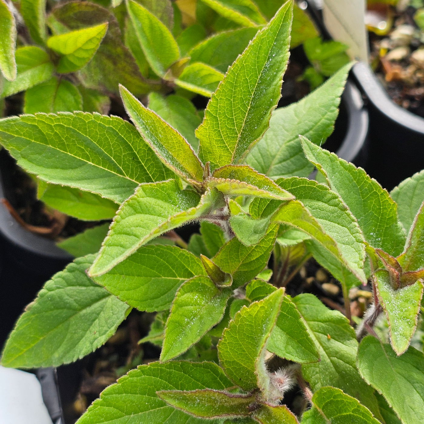 Salvia elegans | Pineapple Sage