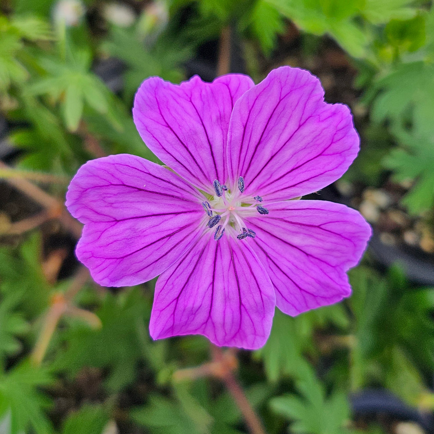 Geranium sanguineum | Glenluce | Cranesbill