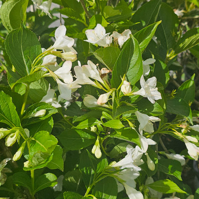 Weigela | Snowflake