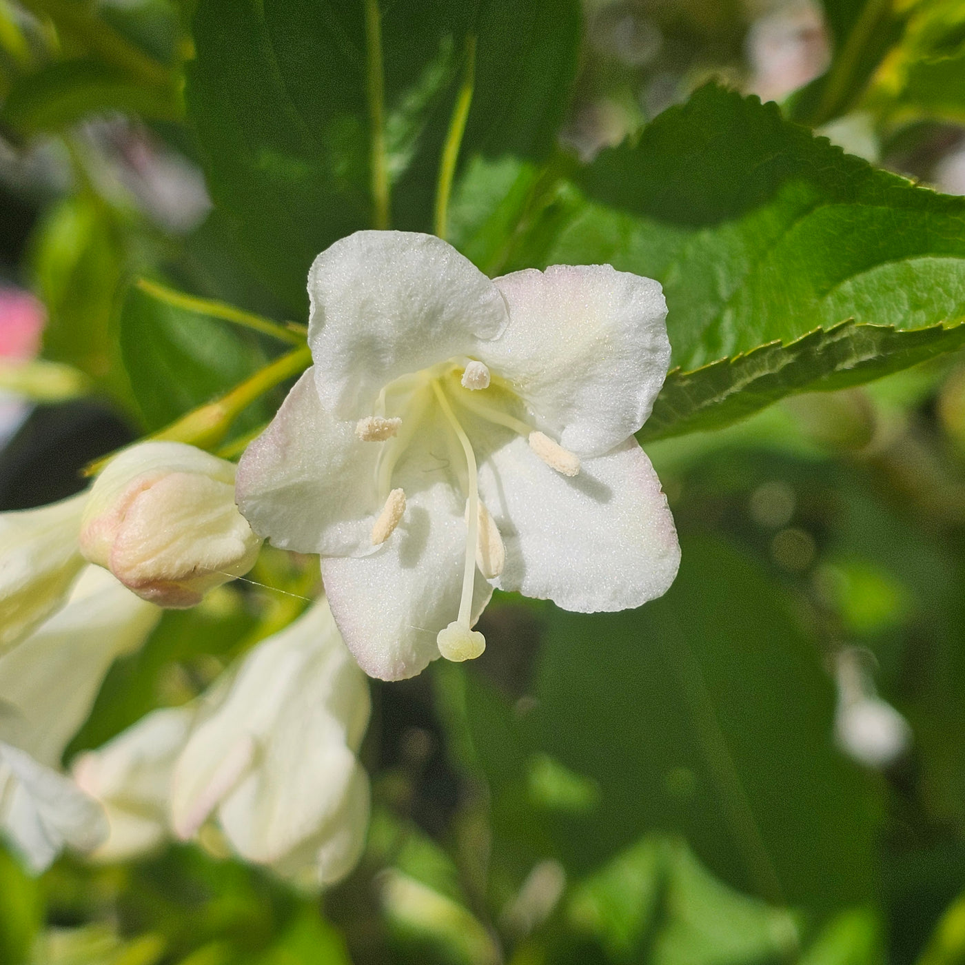 Weigela | Snowflake