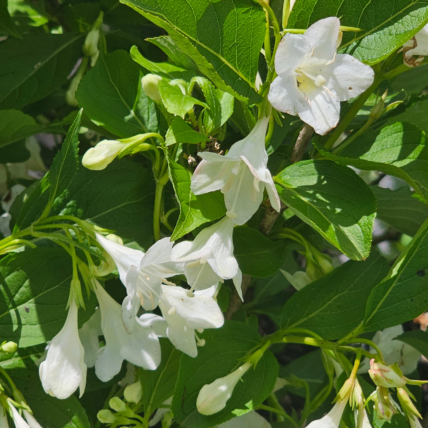 Weigela | Snowflake