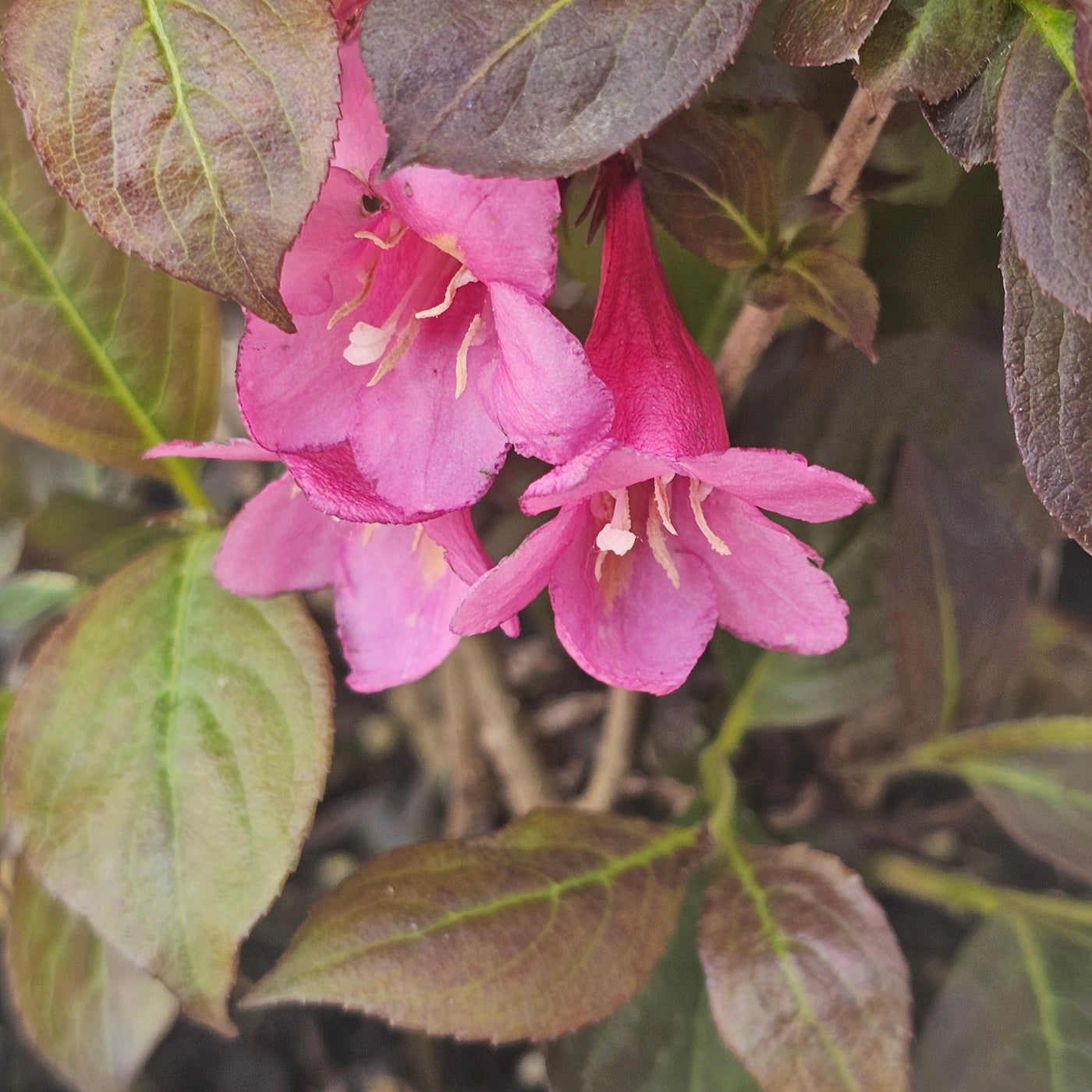 Weigela | Dark Horse