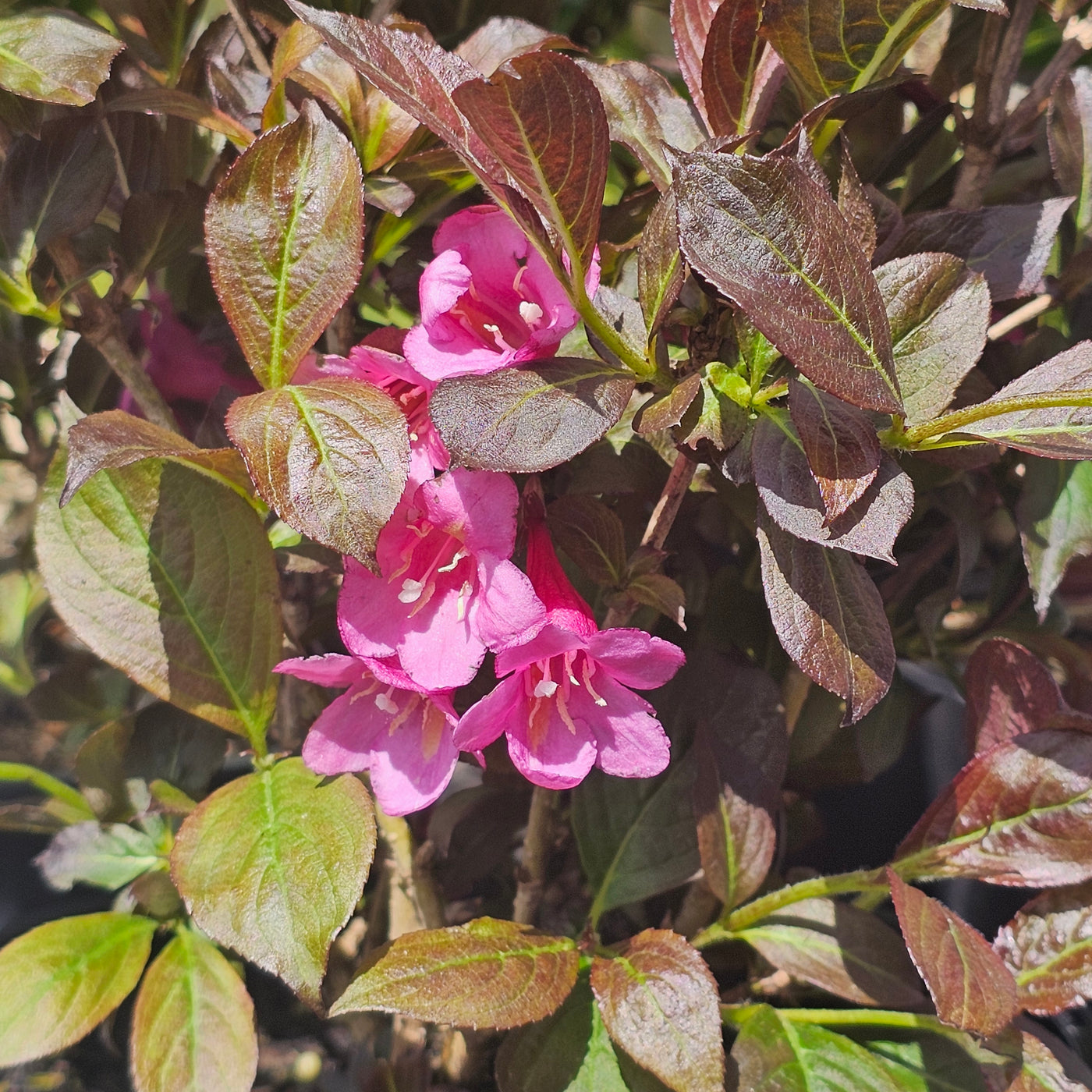 Weigela | Dark Horse