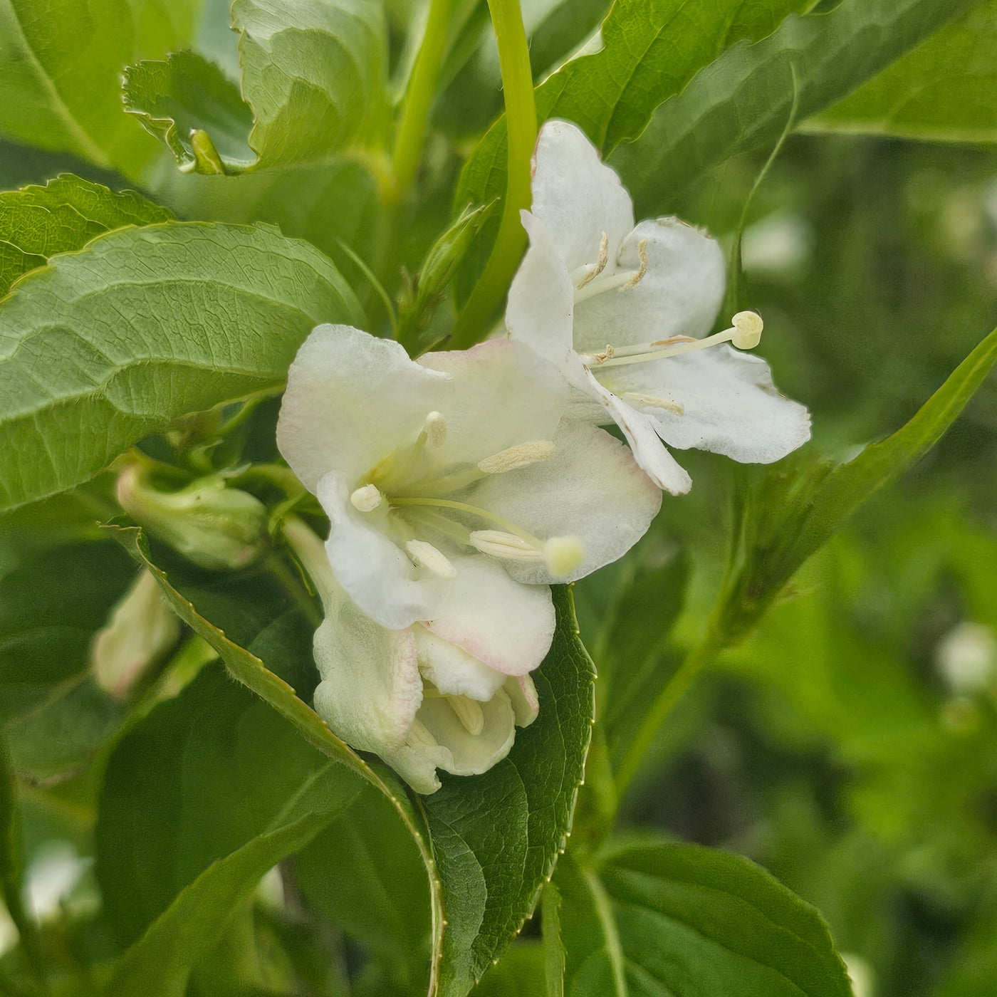 Weigela | Snowflake