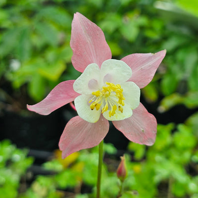 Aquilegia caerulea | Rose Queen