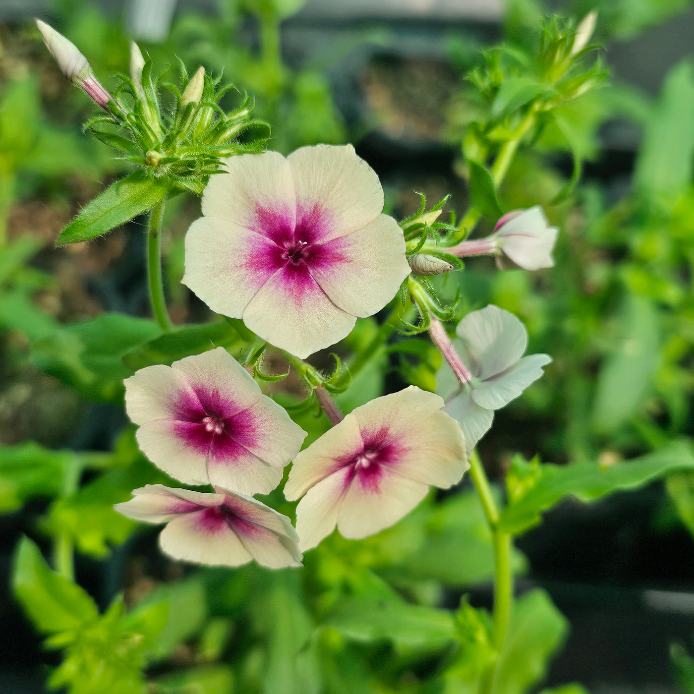 Phlox drummondii | Cherry Caramel