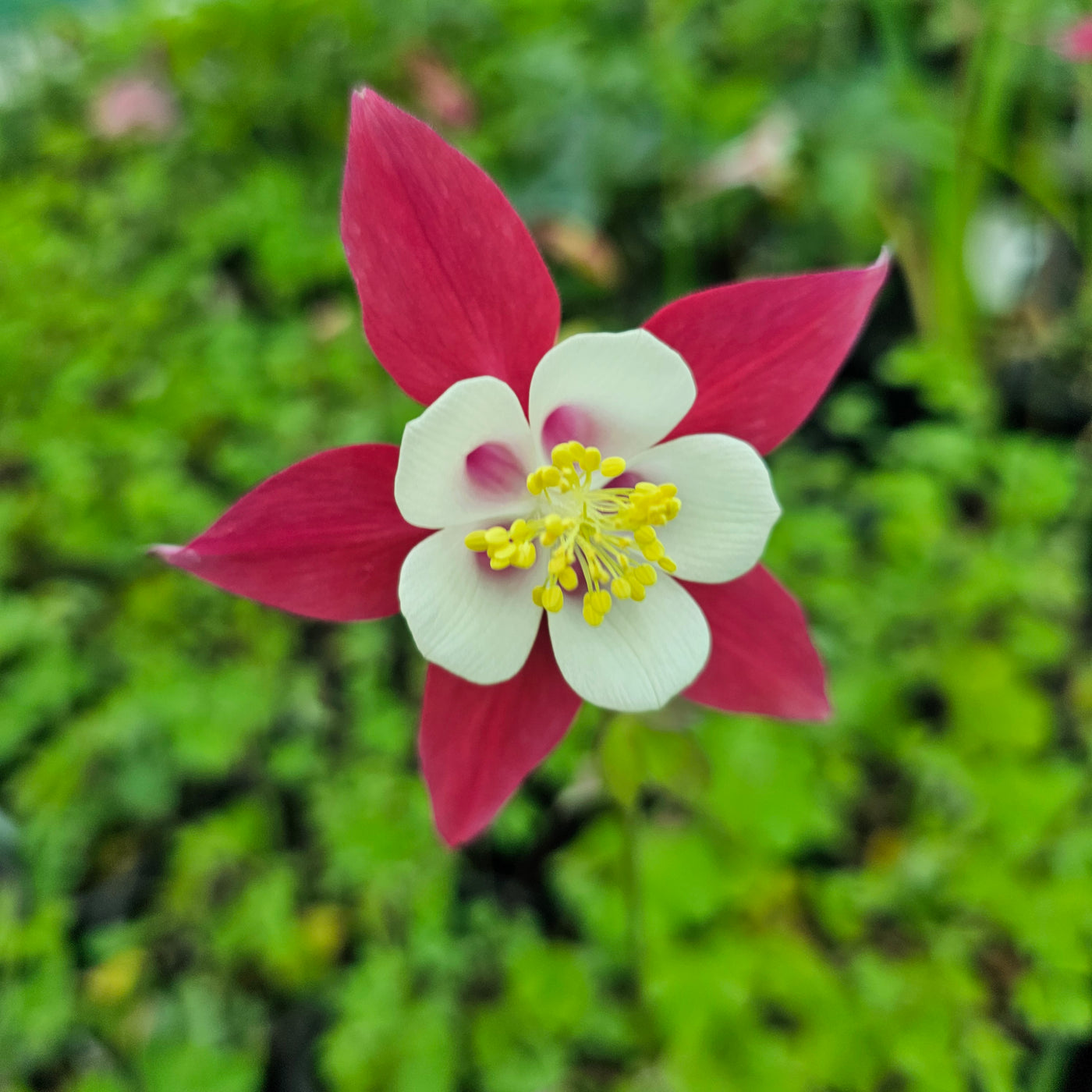 Aquilegia caerulea | Rose Queen