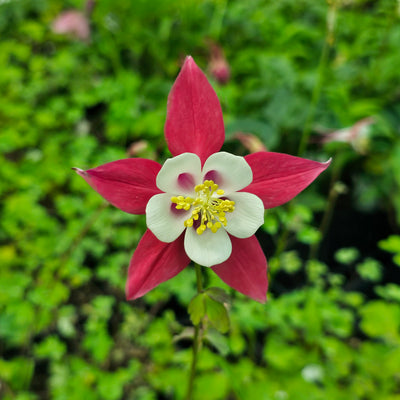 Aquilegia caerulea | Rose Queen