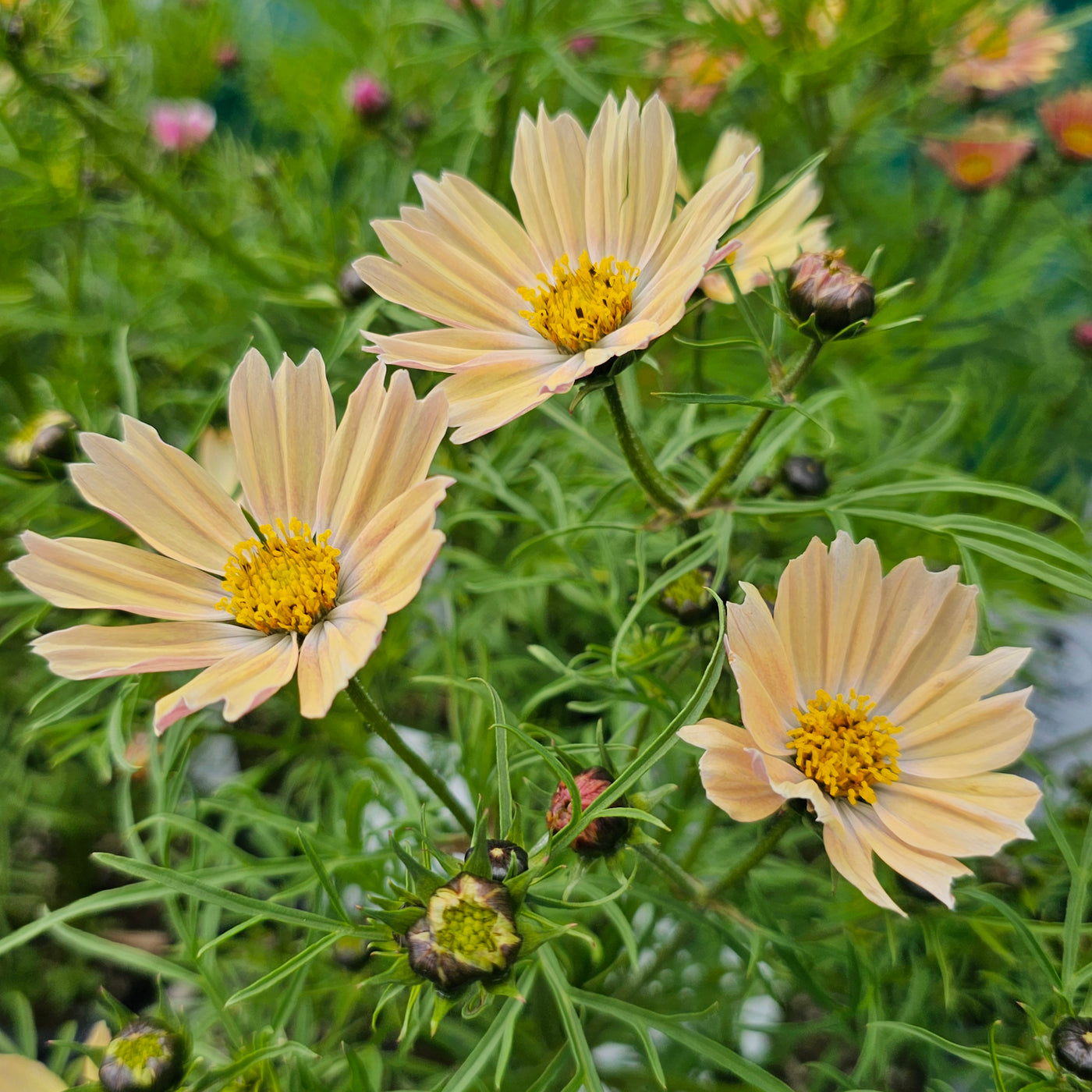 Cosmos bipinnatus | Apricot Lemonade