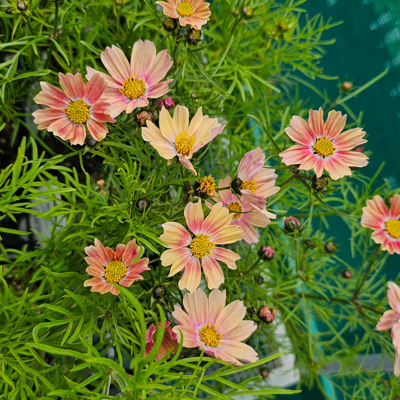 Cosmos bipinnatus | Apricot Lemonade