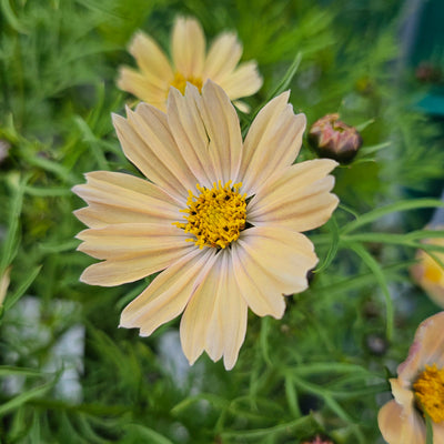 Cosmos bipinnatus | Apricot Lemonade