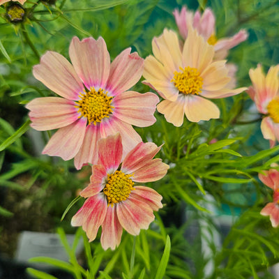 Cosmos bipinnatus | Apricot Lemonade