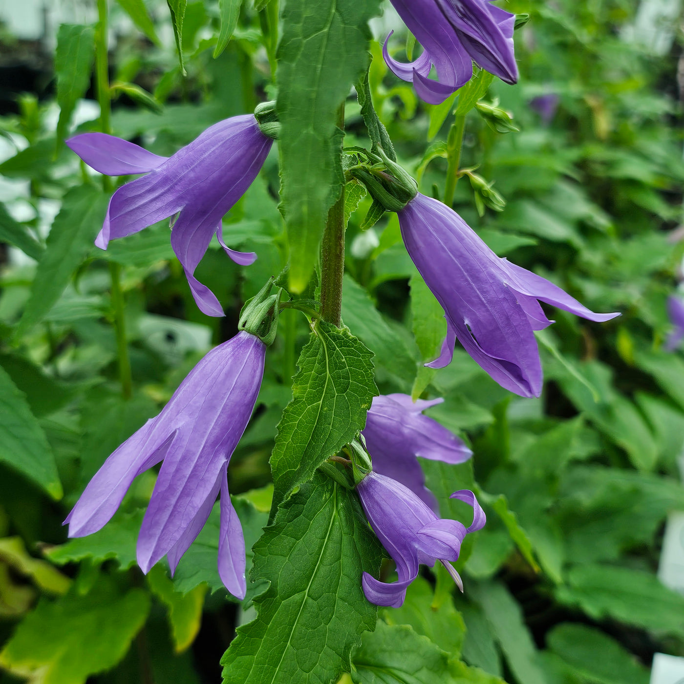 Campanula latifolia