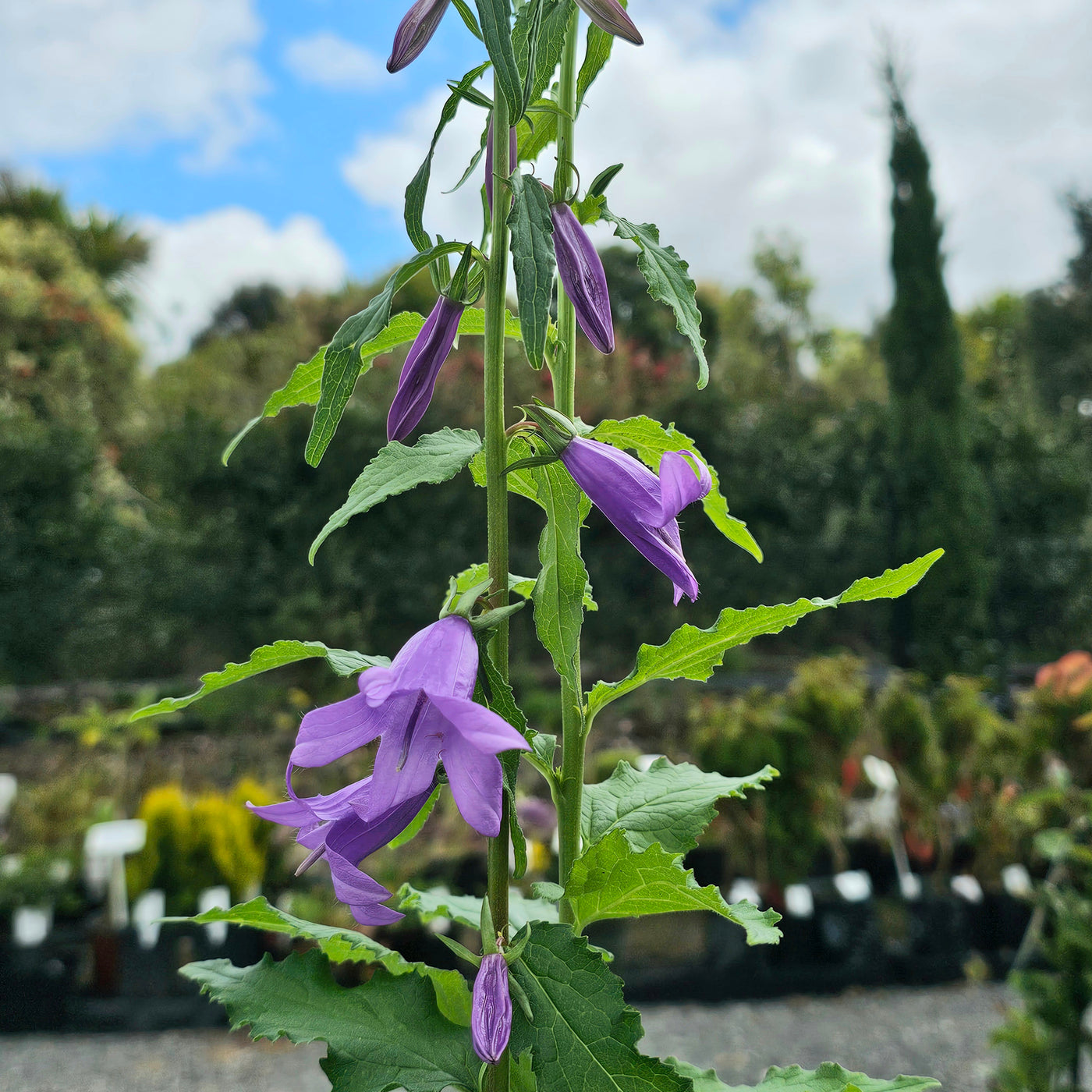 Campanula latifolia