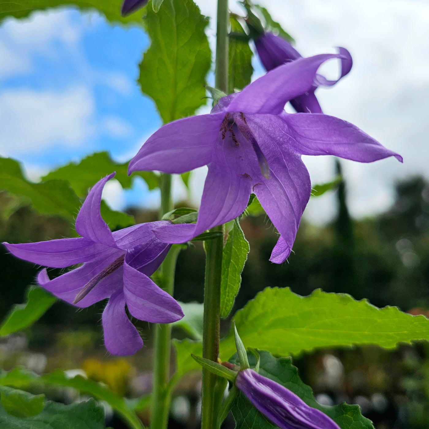 Campanula latifolia