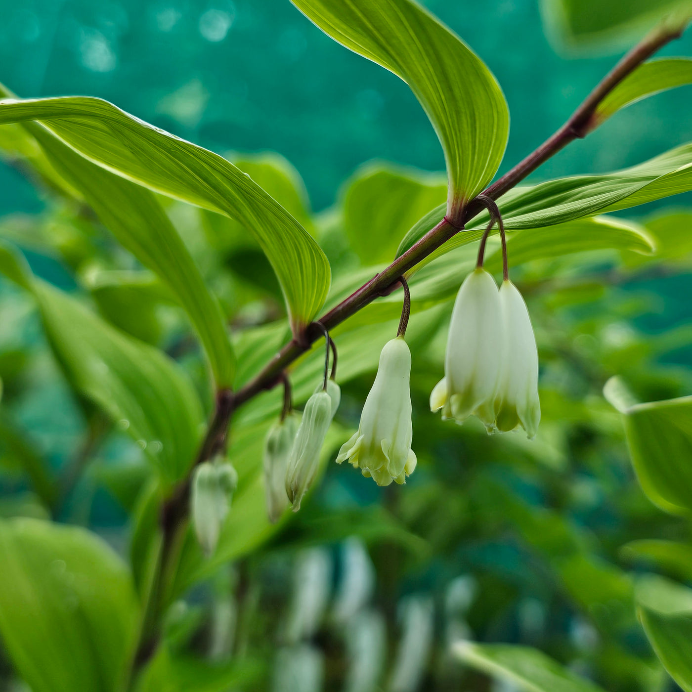 Polygonatum variegatum