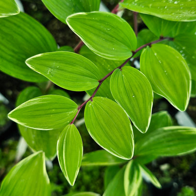 Polygonatum variegatum