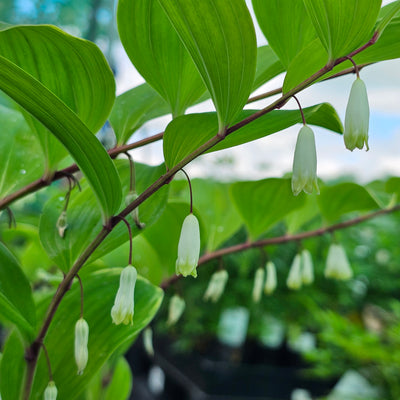 Polygonatum variegatum