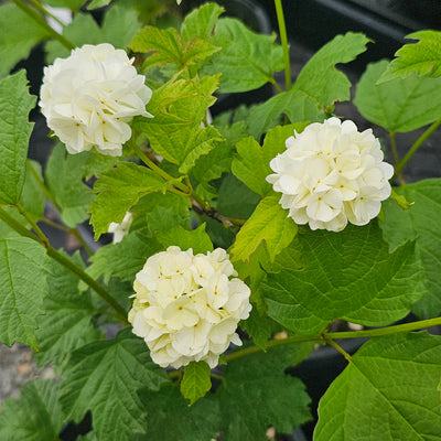 Viburnum opulus | Snowball Tree