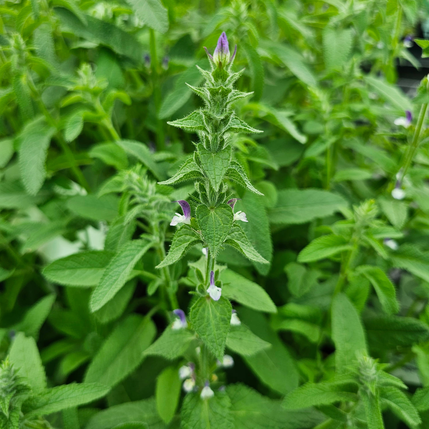 Salvia viridis | Blue Monday