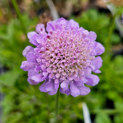 Scabiosa caucasica | Pincushion Flower