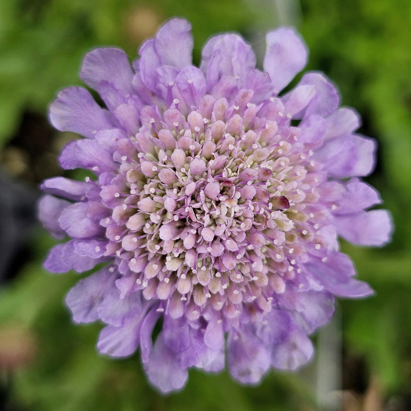 Scabiosa caucasica | Pincushion Flower