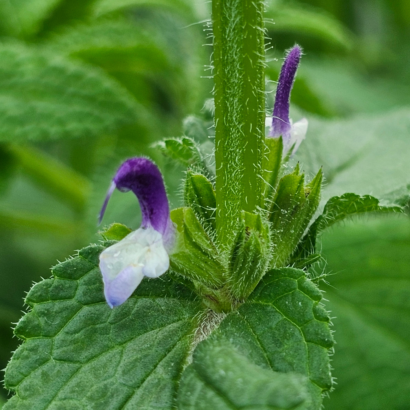 Salvia viridis | Blue Monday