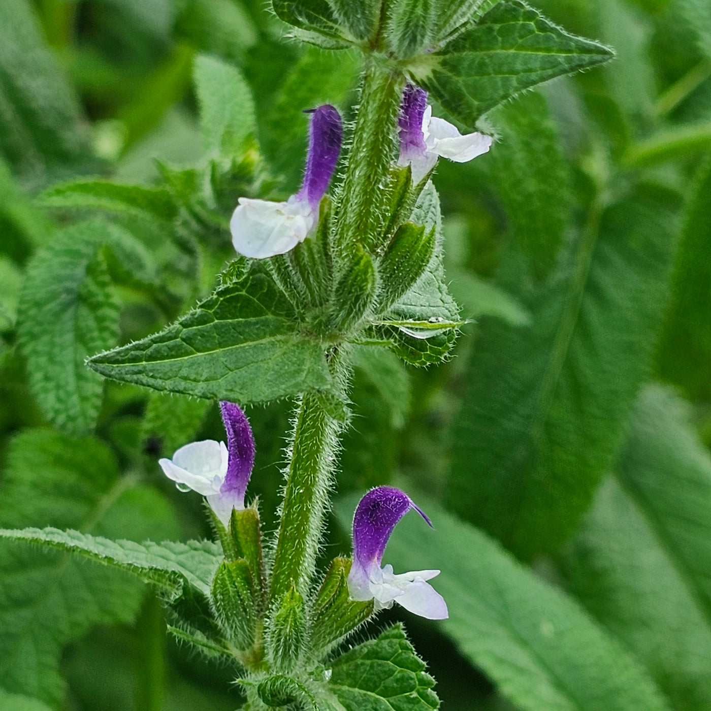 Salvia viridis | Blue Monday