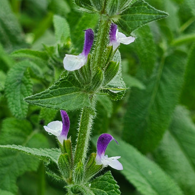 Salvia viridis | Blue Monday