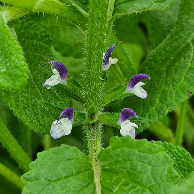 Salvia viridis | Blue Monday