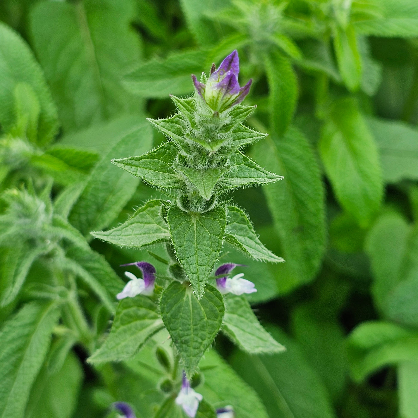 Salvia viridis | Blue Monday