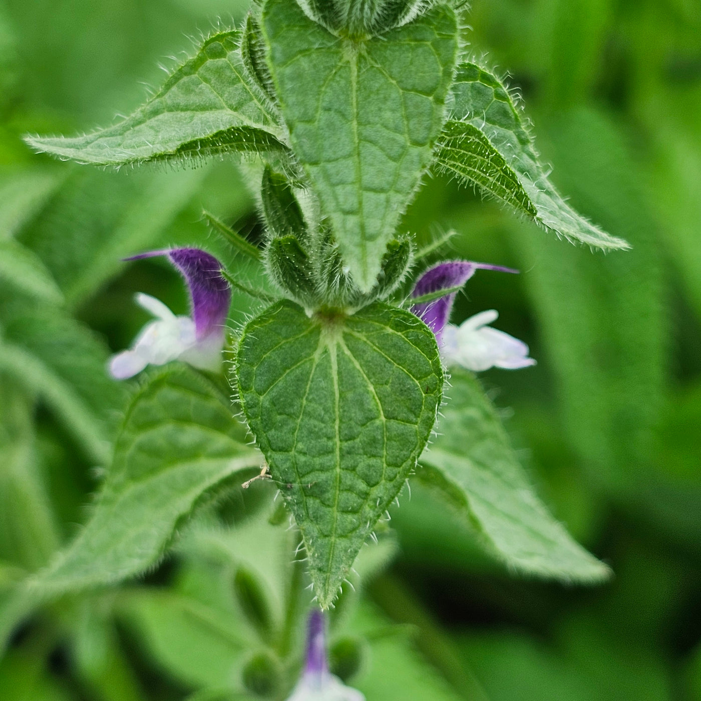 Salvia viridis | Blue Monday