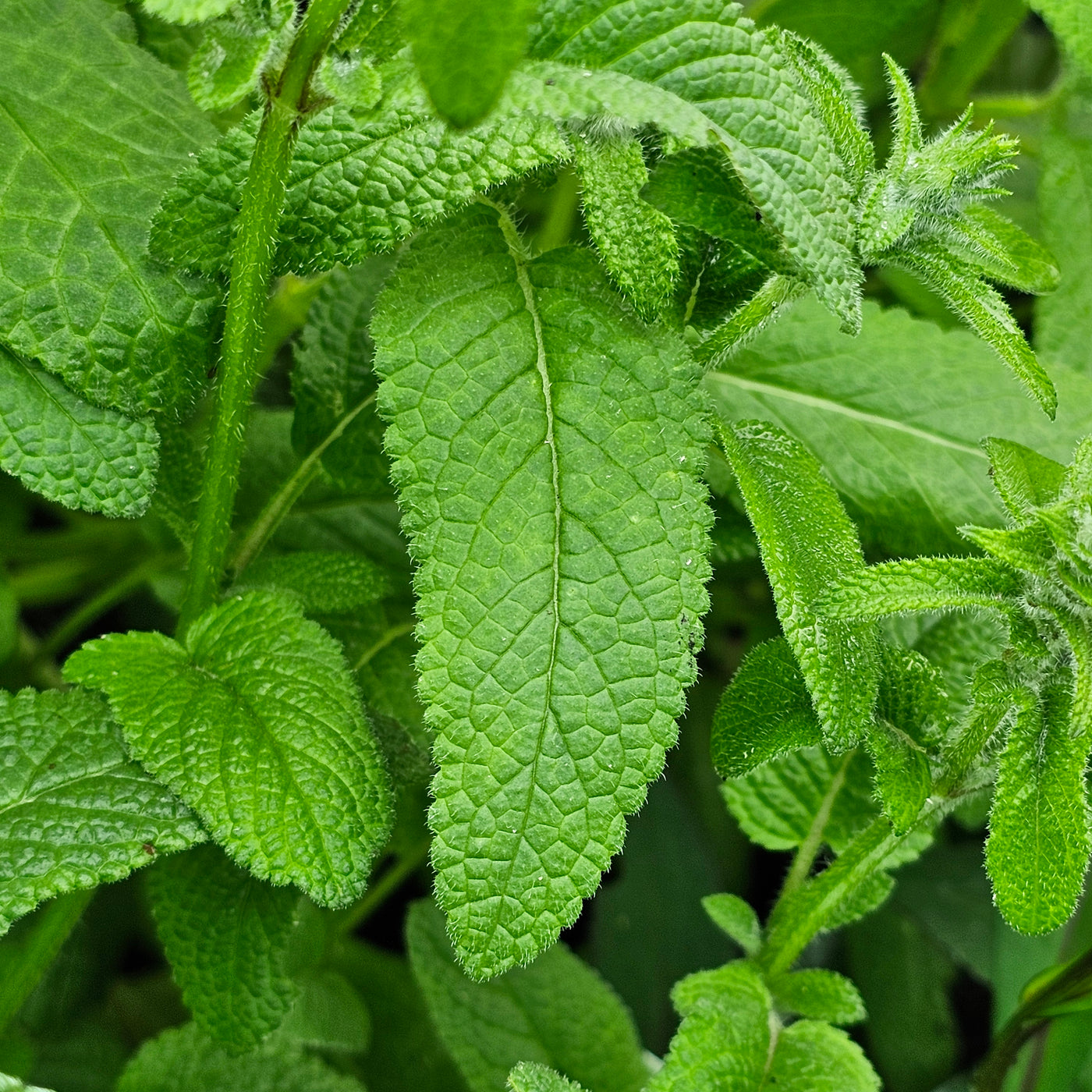 Salvia viridis | Blue Monday