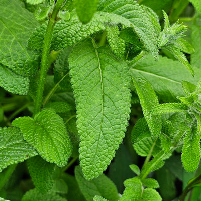 Salvia viridis | Blue Monday