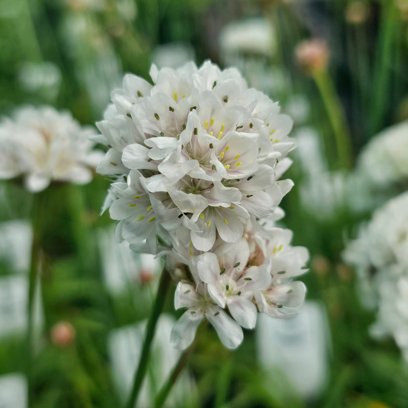 Armeria pseudarmeria | Ballerina White | Great Thrift