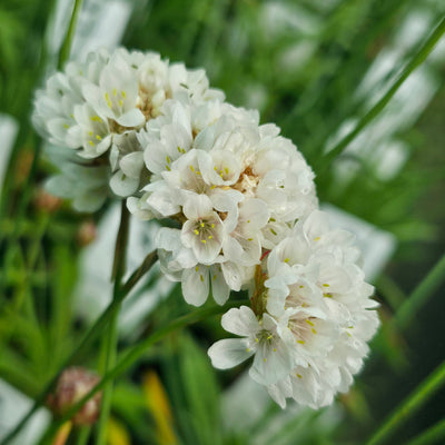 Armeria pseudarmeria | Ballerina White | Great Thrift