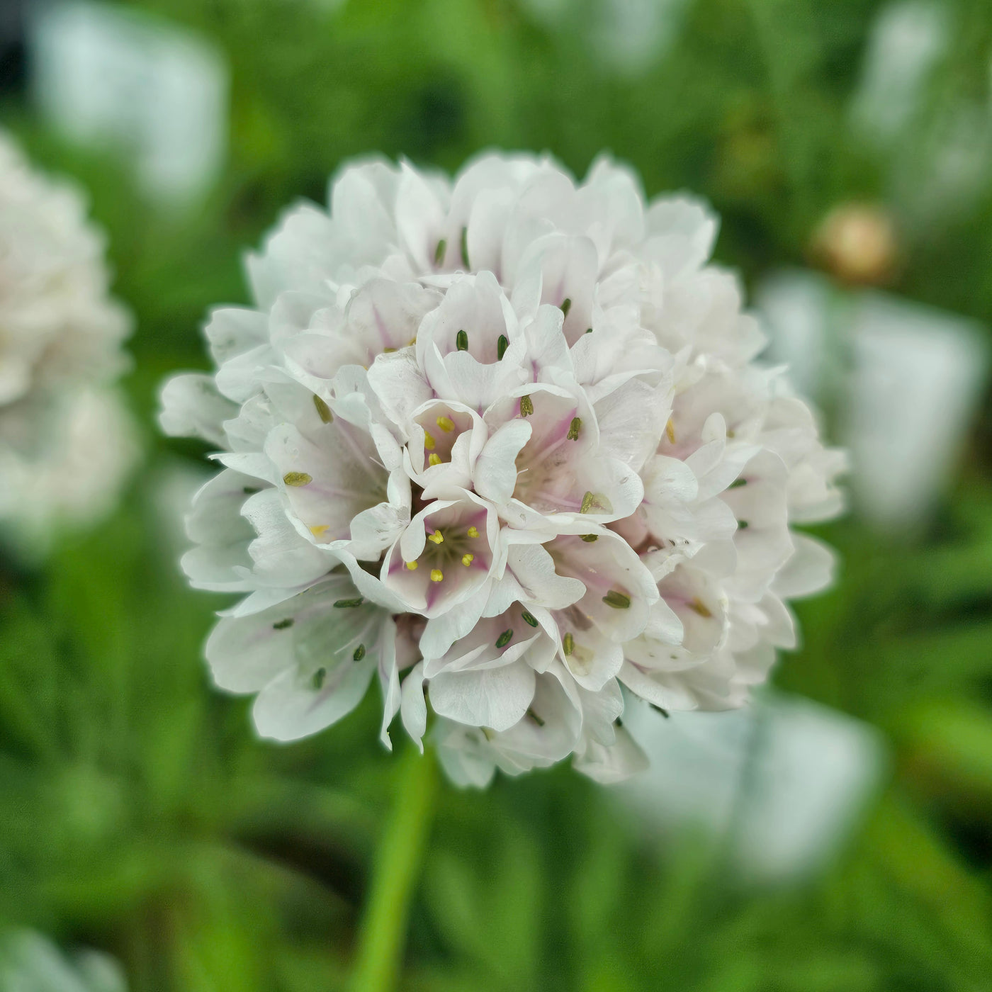 Armeria pseudarmeria | Ballerina White | Great Thrift