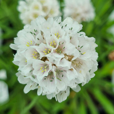 Armeria pseudarmeria | Ballerina White | Great Thrift