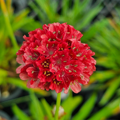 Armeria pseudarmeria | Ballerina Red | Great Thrift