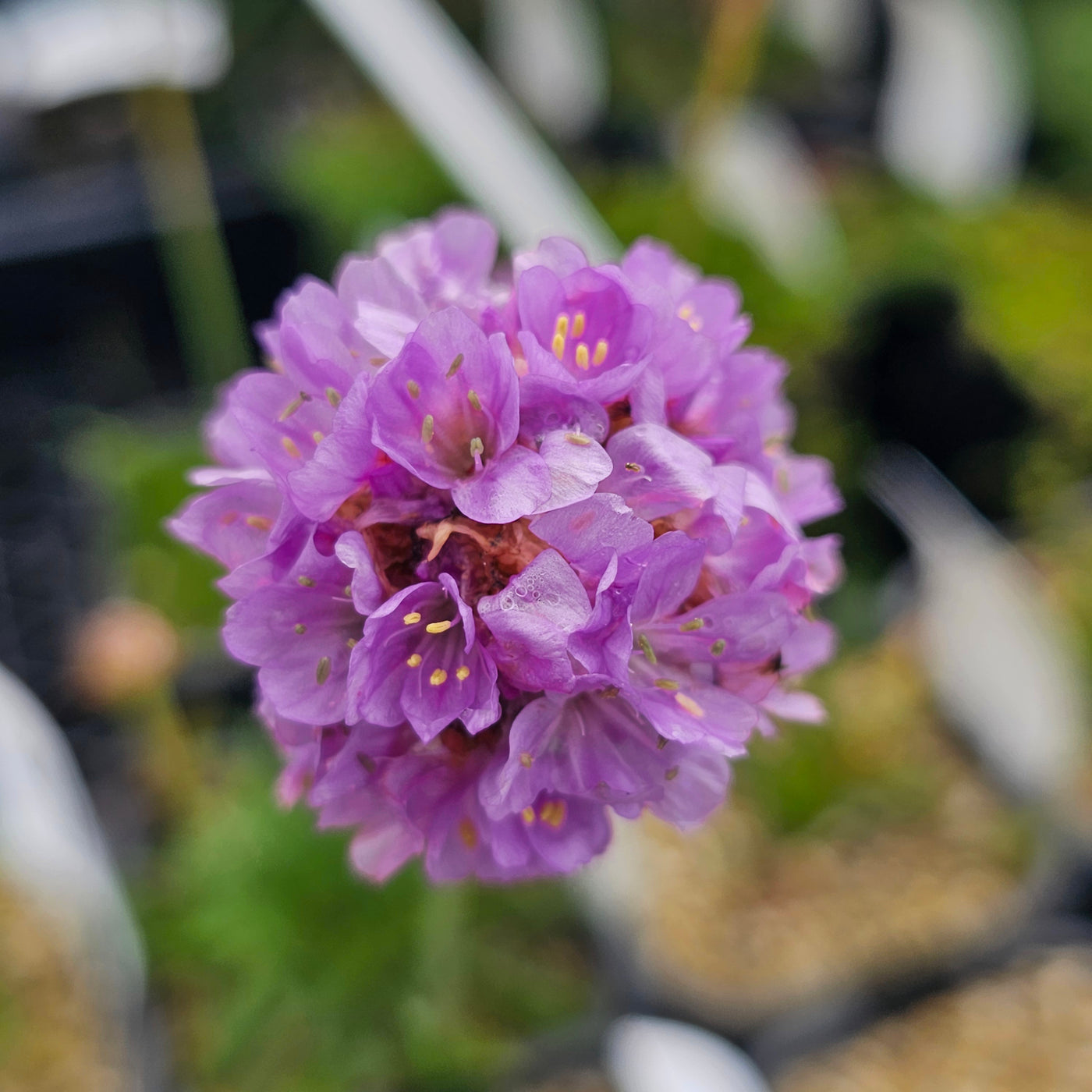 Armeria pseudarmeria | Tall Lilac