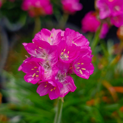 Armeria maritima | Deep Rose